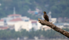 Spilornis holospilus