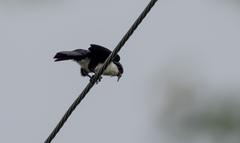 Microhierax erythrogenys