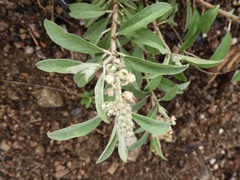 Croton serratifolius