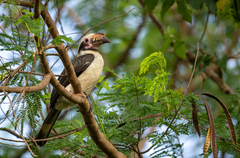 Penelopides manillae