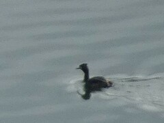 Podiceps cristatus