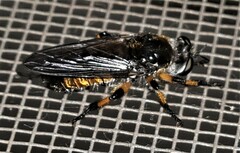 Laphria