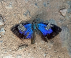 Arhopala
