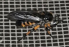 Laphria