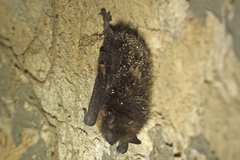 Eptesicus nilssonii