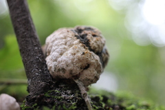 Coniodictyum chevalieri