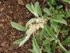 Croton serratifolius