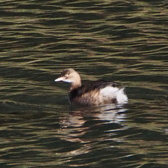 Tachybaptus ruficollis poggei