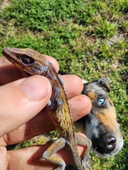Anolis equestris
