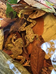 Heleophryne purcelli