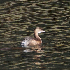 Tachybaptus ruficollis poggei