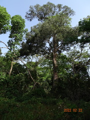 Klainedoxa gabonensis