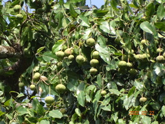 Klainedoxa gabonensis