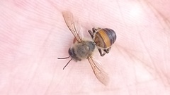 Apis mellifera