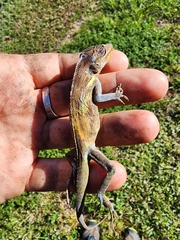 Anolis equestris