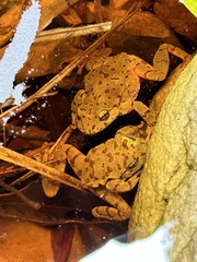 Heleophryne purcelli