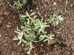 Croton serratifolius