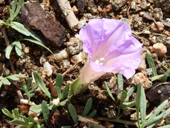 Ipomoea plummerae