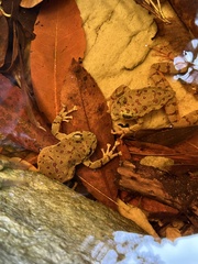 Heleophryne purcelli