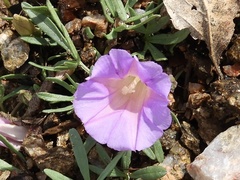 Ipomoea plummerae