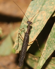 Thrinaconyx