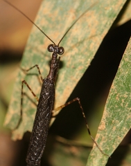 Thrinaconyx