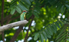 Merops americanus