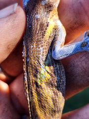 Anolis equestris