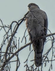 Accipiter nisus