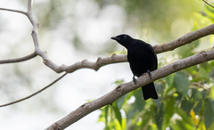 Analisoma coerulescens