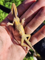 Anolis equestris