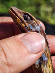 Anolis equestris
