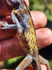 Anolis equestris