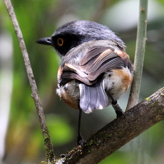 Batis capensis capensis
