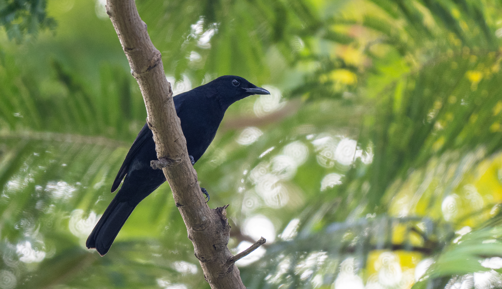 Blackish Cuckooshrike illustration
