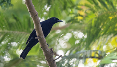 Analisoma coerulescens