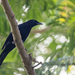 Blackish Cuckooshrike - Photo (c) Forest Botial-Jarvis, some rights reserved (CC BY-NC), uploaded by Forest Botial-Jarvis