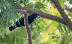 Analisoma coerulescens