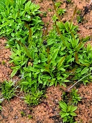 Tortula muralis muralis