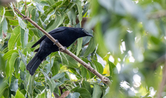 Analisoma coerulescens