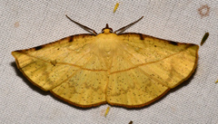 Cratoptera