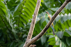 Merops americanus