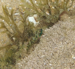 Helcogramma