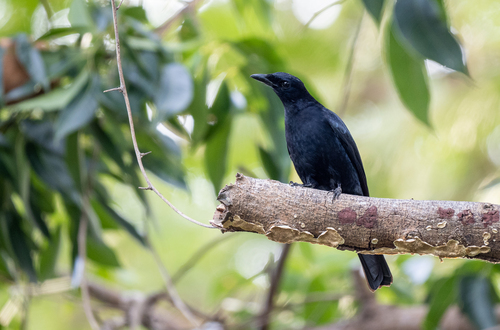 Blackish Cuckooshrike (Edolisoma coerulescens)