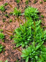 Tortula muralis muralis