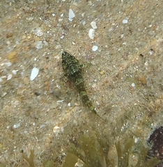 Helcogramma