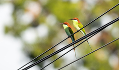 Merops americanus