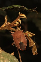 Stilida indecora