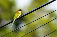 Merops americanus