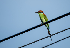 Merops americanus